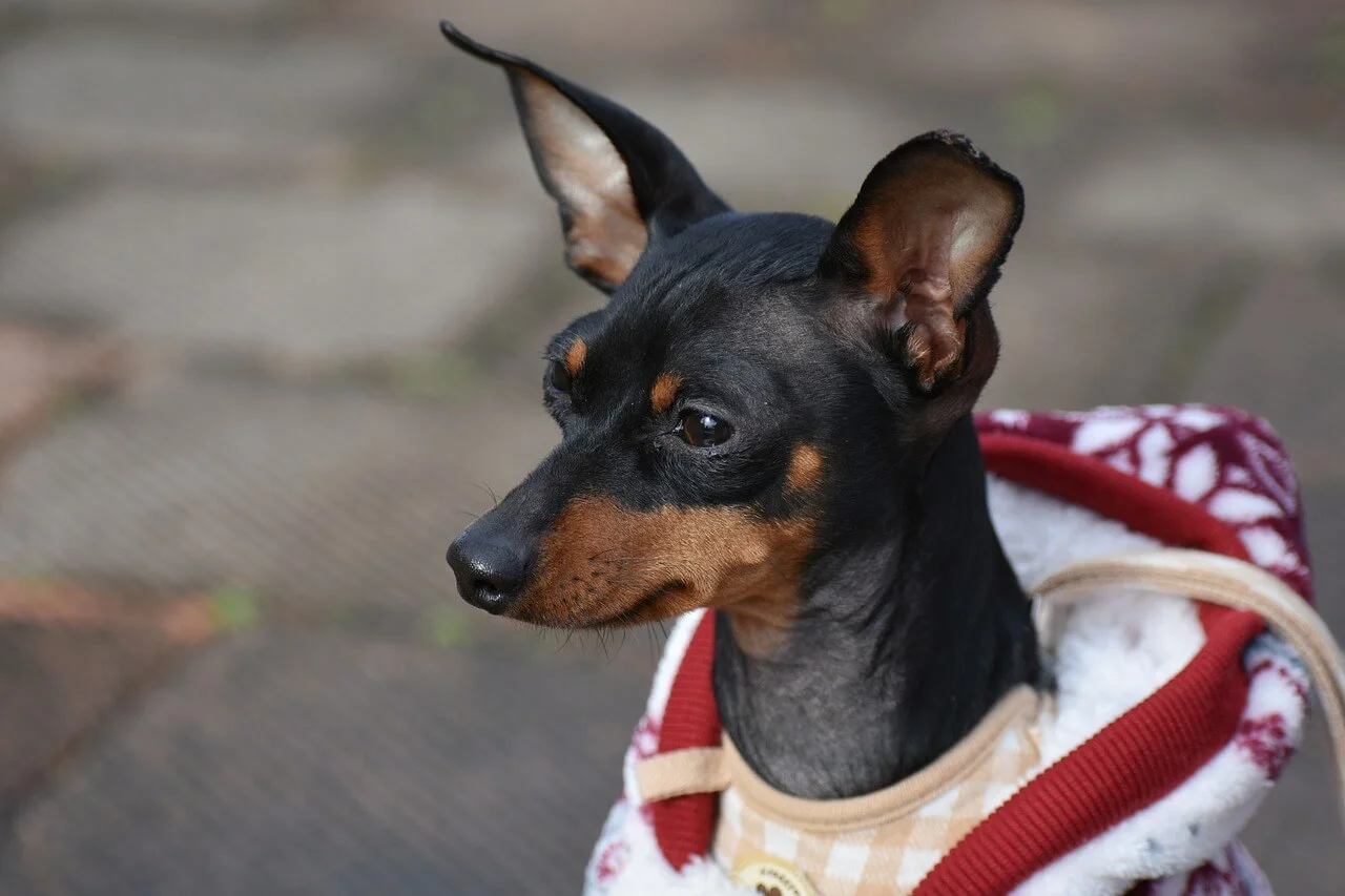 ミニチュアピンシャーとドーベルマンの違い | ペットショップ 犬の家&猫の里 | 子犬だけでなく子猫の情報もたくさん